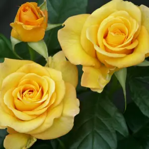 Rose 'Happy Golden Wedding' - Standard