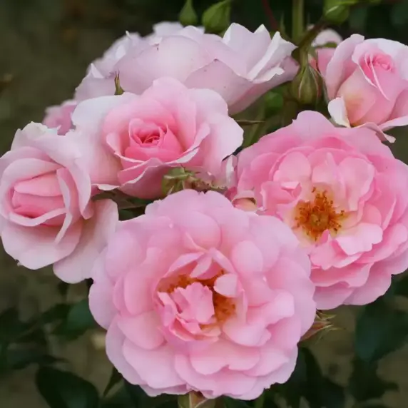 Rose 'Happy Retirement' - Standard
