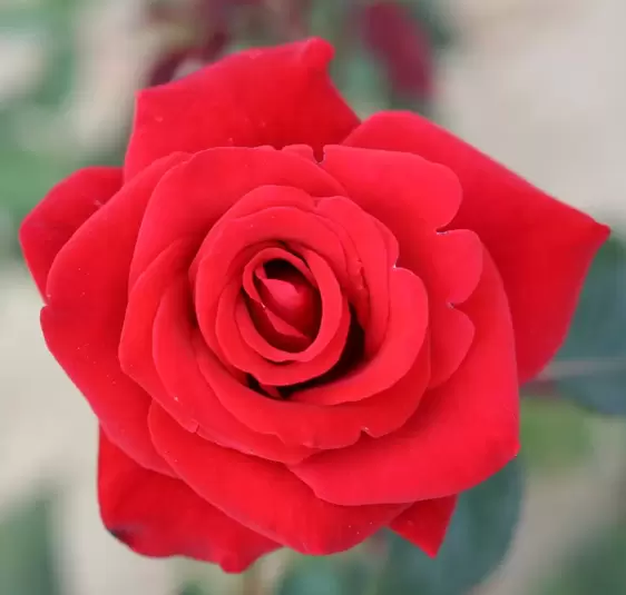 Rose 'Happy Ruby Wedding' - HT