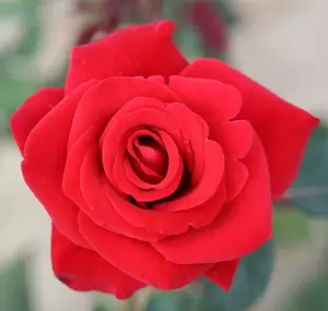 Rose 'Happy Ruby Wedding' - HT