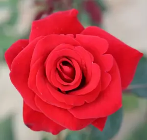 Rose 'Happy Ruby Wedding' - HT 3L