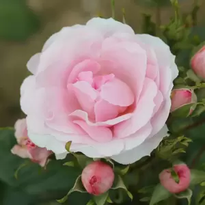 Rose 'Happy Silver Wedding' - FL