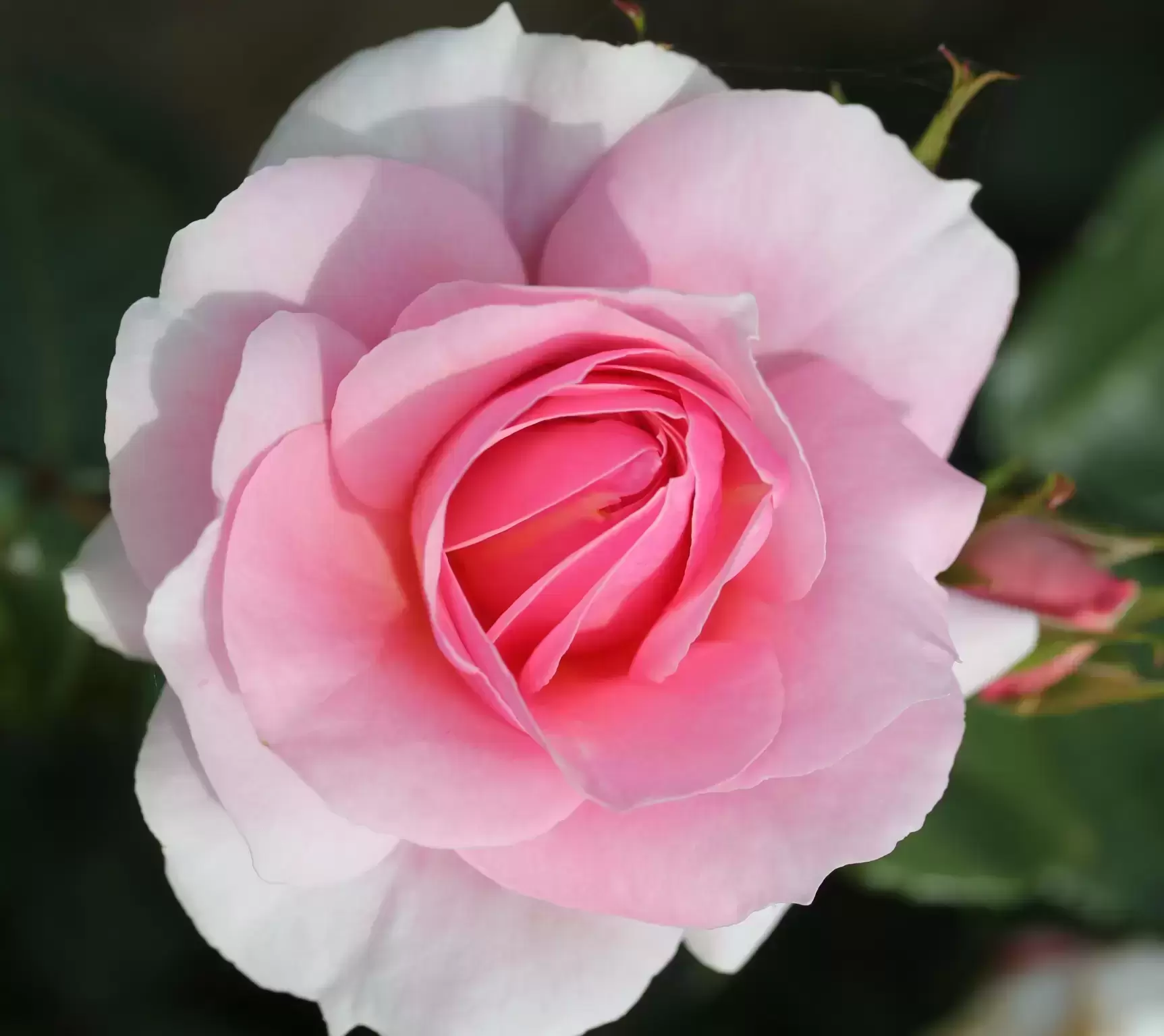 Silvery discount light rose