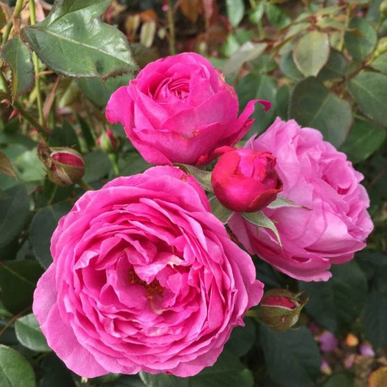 Image credit: Harkness Roses ©