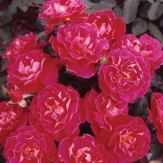 Image credit: Harkness Roses ©