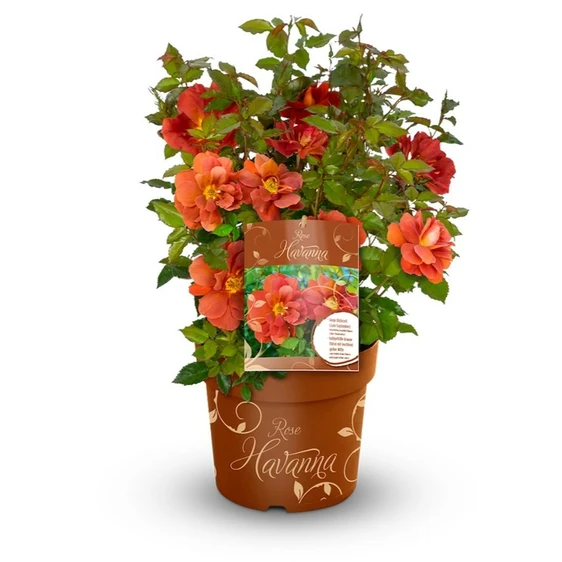 Picture - Heinje Nurseries