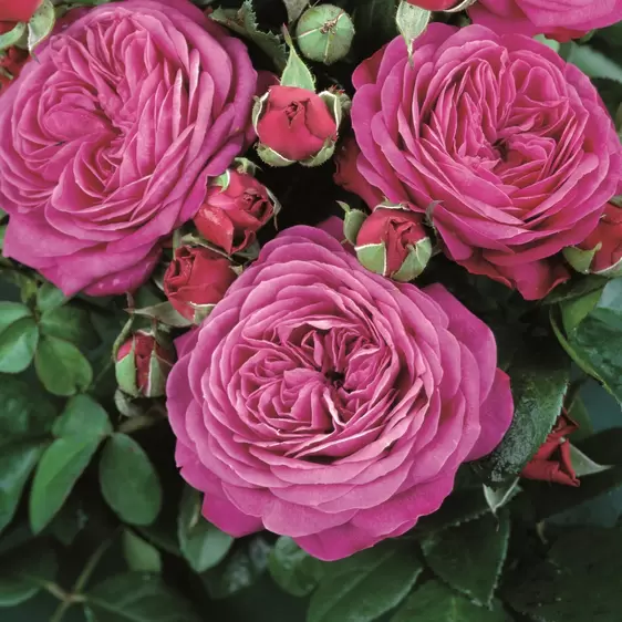 Picture Credit - Rosen Tantau