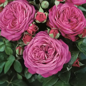 Picture Credit - Rosen Tantau