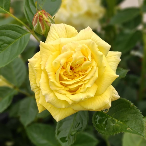 Rose 'Honeymoon' - FL - image 1