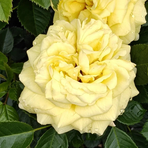 Rose 'Honeymoon' - FL - image 2
