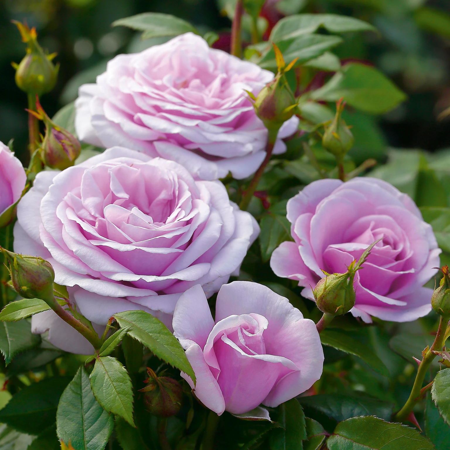 Rose 'Hopes & Dreams' HT Cowell's Garden Centre Woolsington