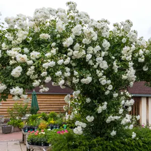 Picture - David Austin Roses