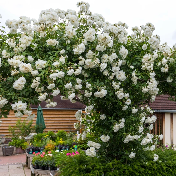 Picture - David Austin Roses