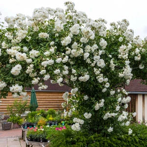 Picture - David Austin Roses