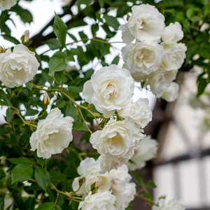 Picture - David Austin Roses