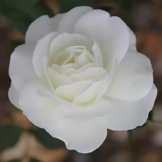 Rose 'Iceberg' - Standard