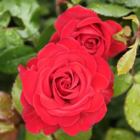 Rose 'Invincible' - FL