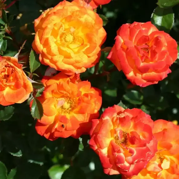 Rose 'Irish Eyes' - FL 4L