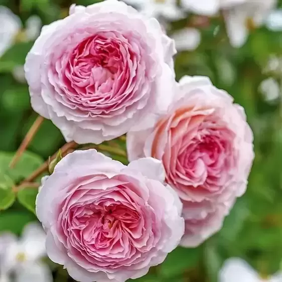 Picture Credit - David Austin® Roses