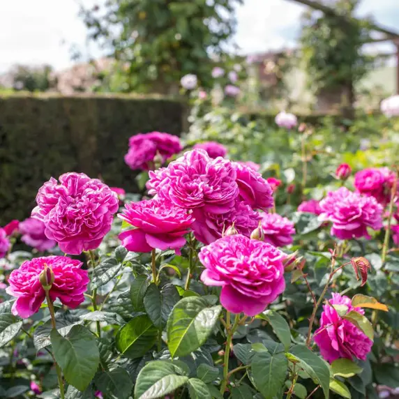 Image Credit: David Austin® Roses