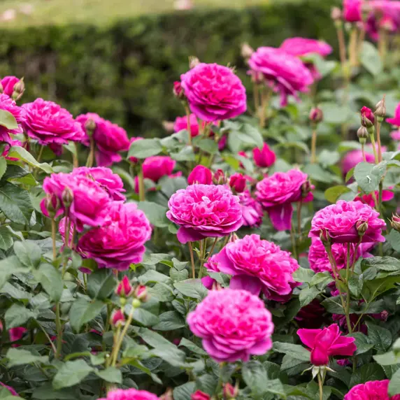 Image Credit: David Austin® Roses