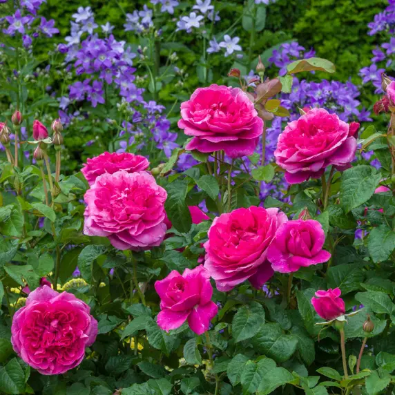 Image Credit: David Austin® Roses