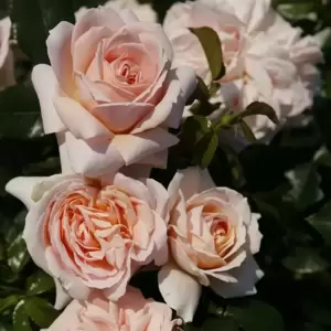 Rose 'Joie De Vivre' - FL 3L