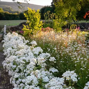 Picture Credit - David Austin Roses