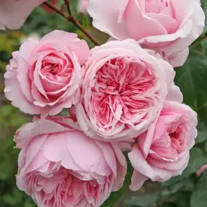 Picture - Kordes Roses