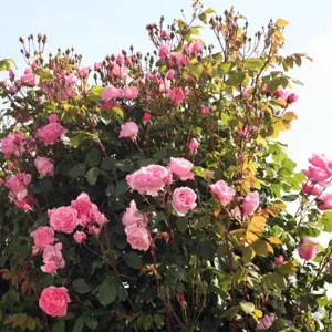 Picture - Kordes Roses