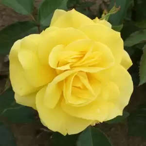 Rose 'Korresia' - FL