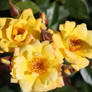 Rose 'Laura Ford' - CLM