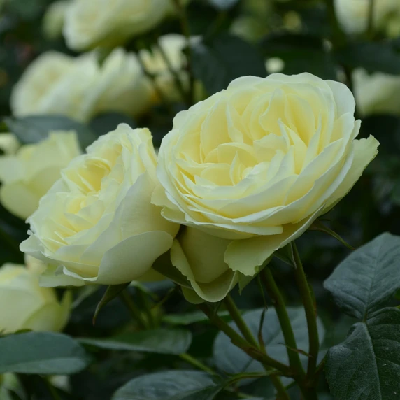 Rose 'Lemon 'n' Lime' - FL