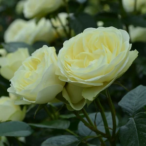 Rose 'Lemon 'n' Lime' - FL