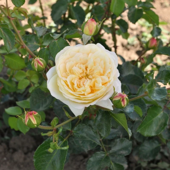 Picture - Allensmore Nurseries