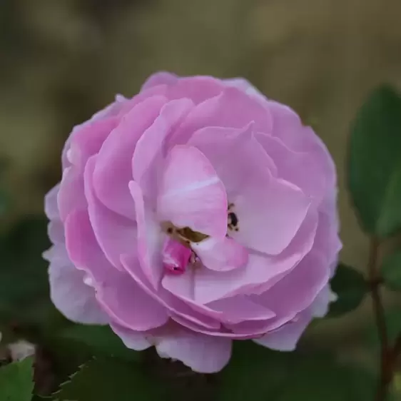 Rose 'Lilac Bouquet' - CLM