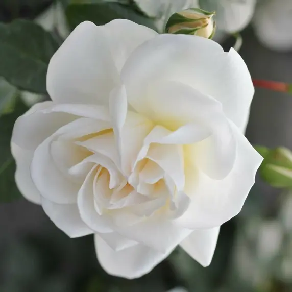 Rose 'Little Angel' - FL