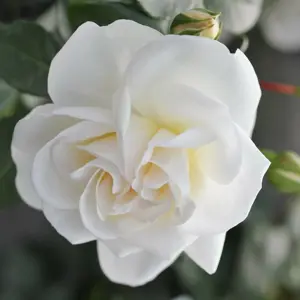 Rose 'Little Angel' - FL