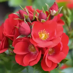 Rose 'Lots of Kisses' - Patio Standard