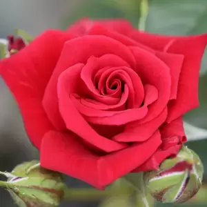 Rose 'Love Knot' - CLM