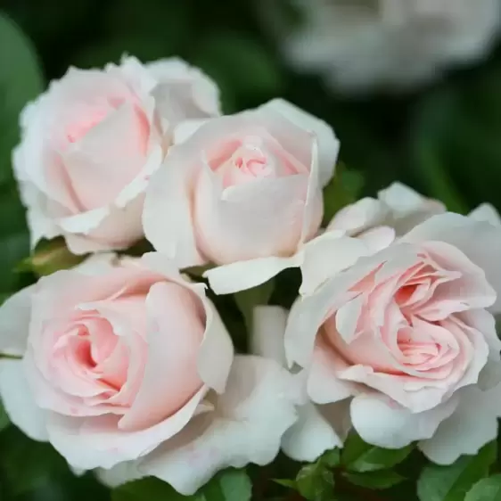 Rose 'Lovely Bride' - Patio Standard