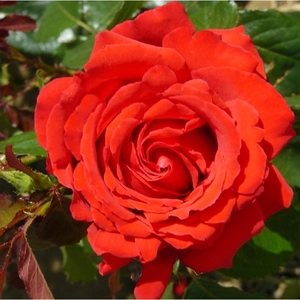 Image credit: Harkness Roses ©