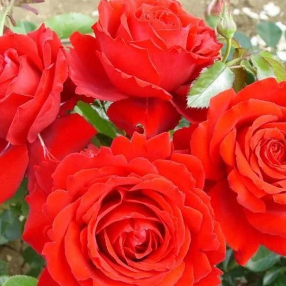 Image credit: Harkness Roses ©