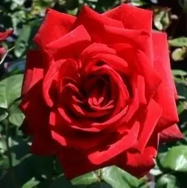 Image Credit - Henry Street Nursery©