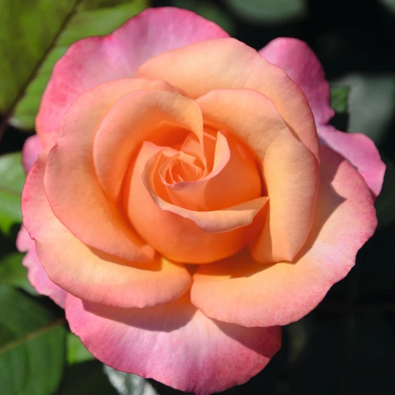 Rose 'Magic Harlequin' - HT