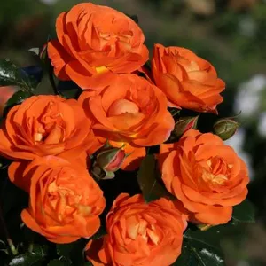 Rose 'Mango' - FL