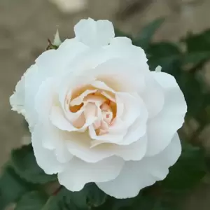 Rose 'Margaret Merril' - FL 4L