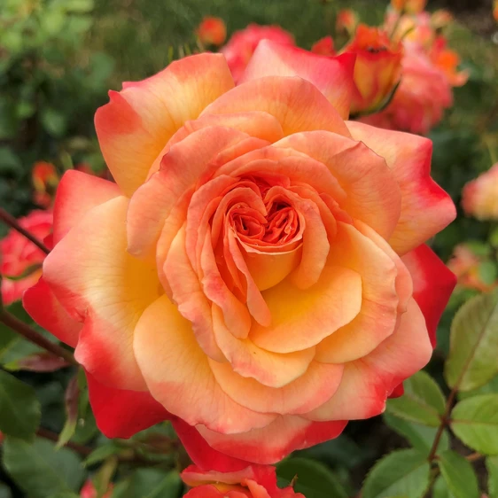 Rose 'Meteor' - FL - image 1