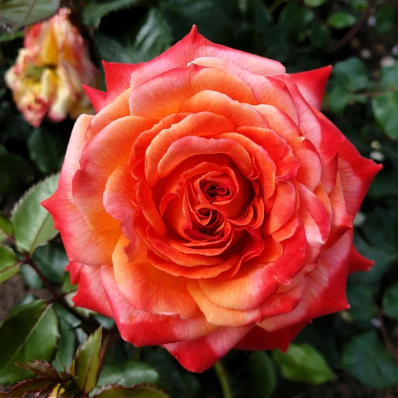 Rose 'Meteor' - FL - image 2