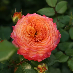 Rose 'Meteor' - FL - image 4